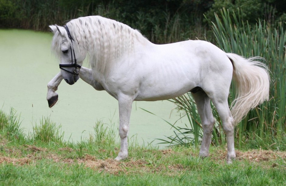 Menorquín Horse