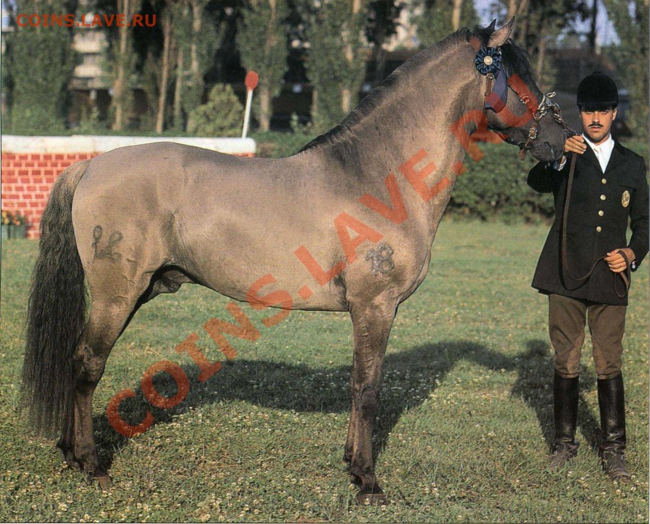 Лузитано масти