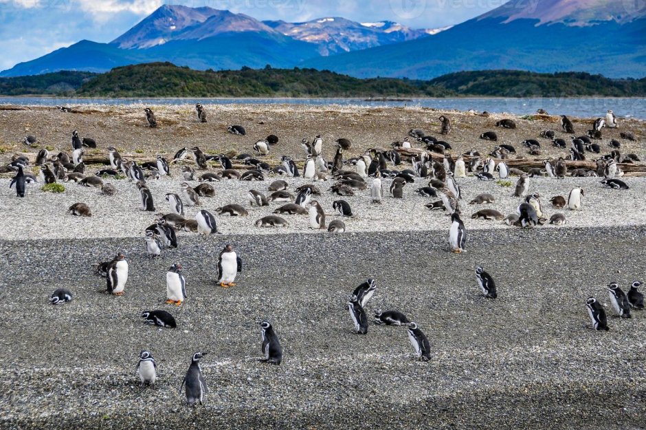 Остров пингвинов Ushuaia