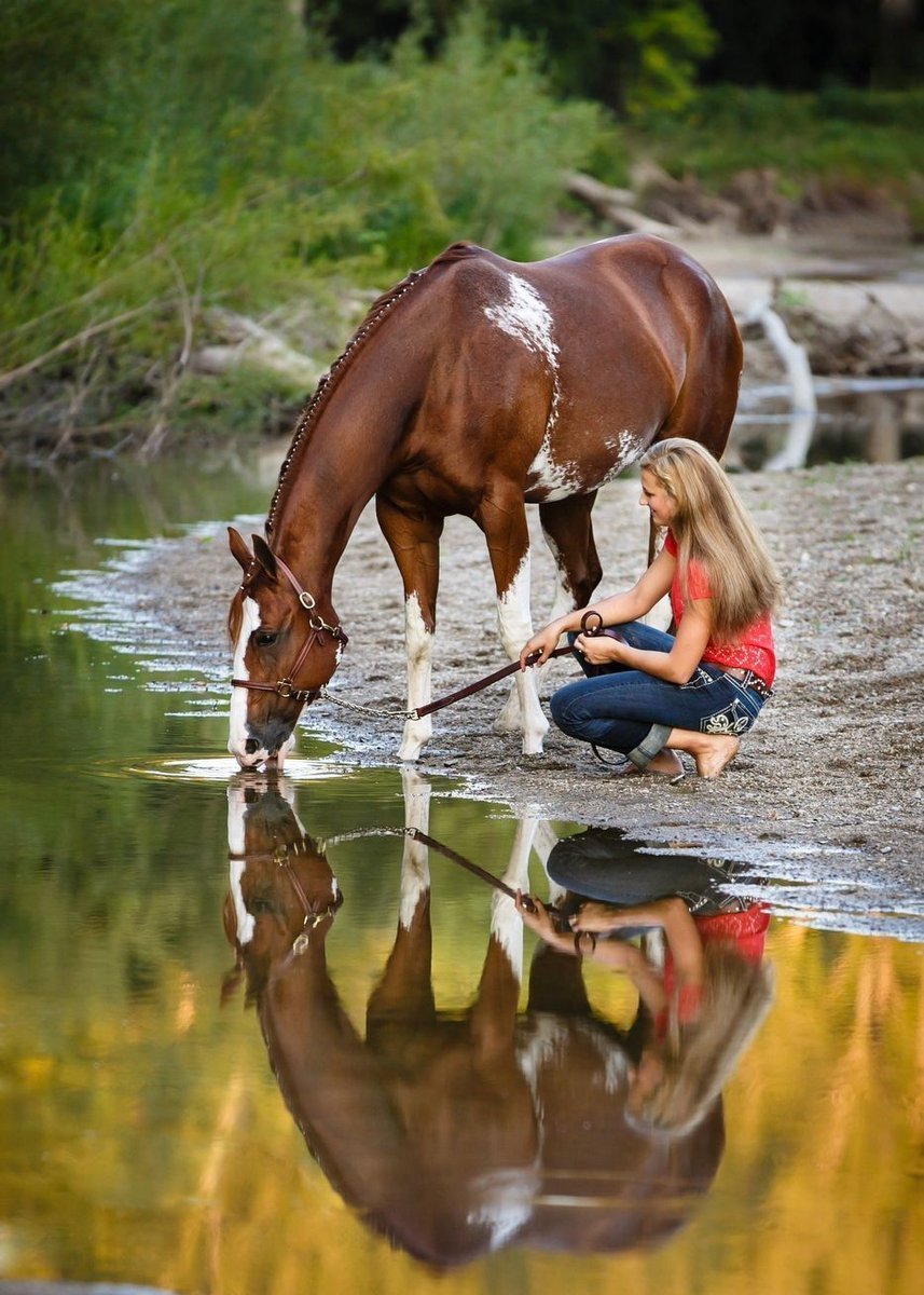 Лошади в воде