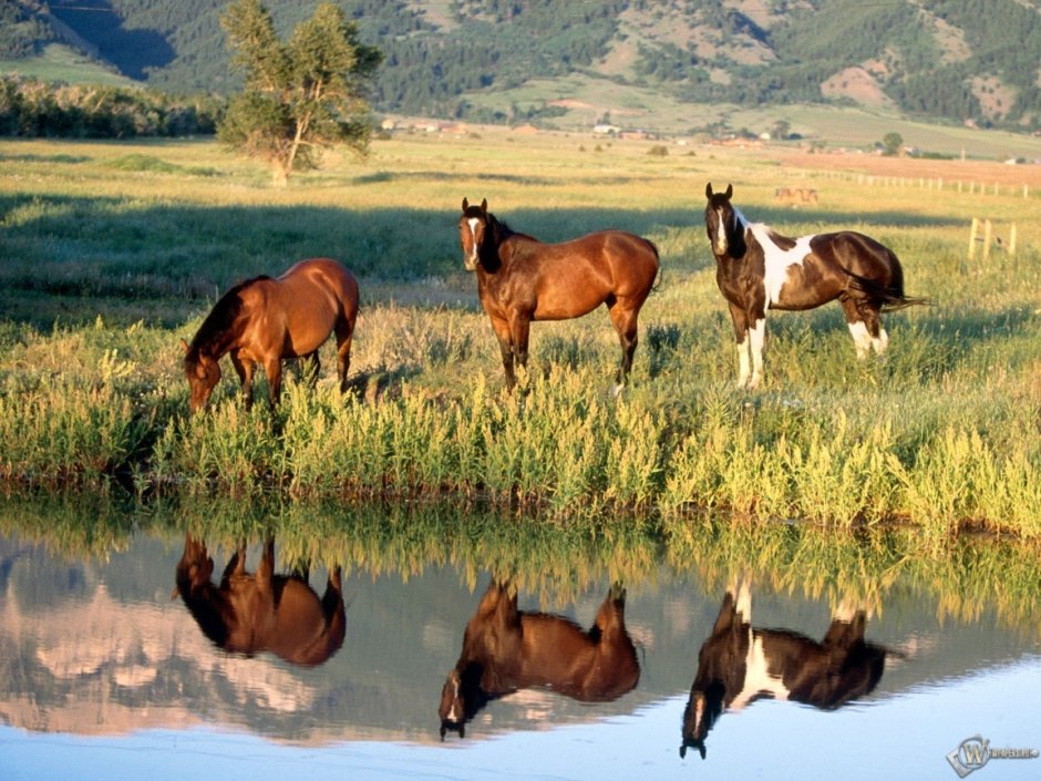 Лошади табун Узбекистан