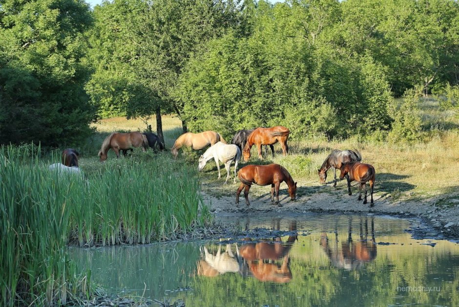 Лошади на водопое