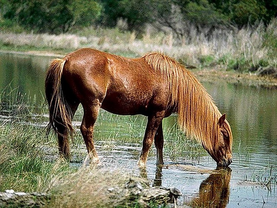 Кони на водопое