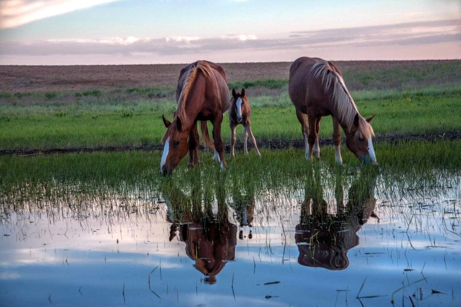 Кони на водопое