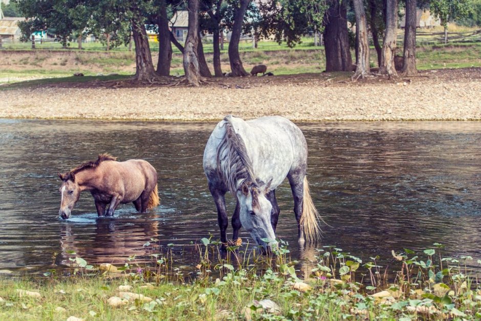 Кони на водопое Феофан Вакулюк
