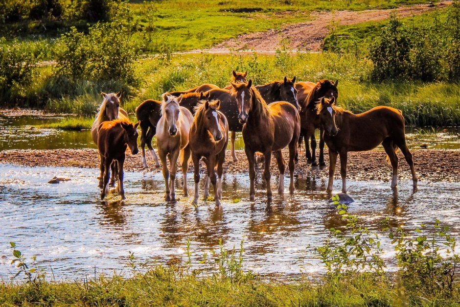 Табуны лошадей в дикой природе