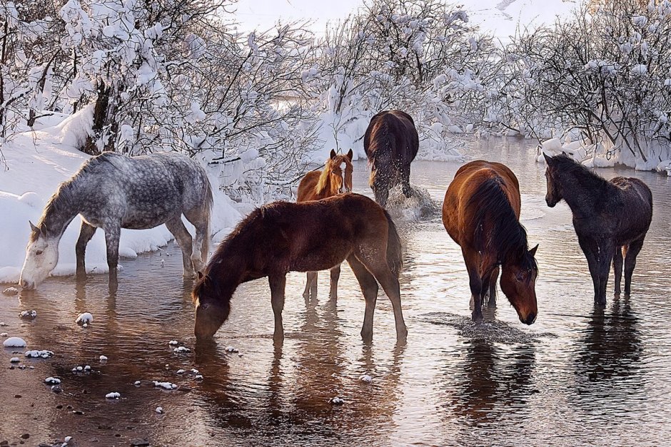 Лошади у ручья