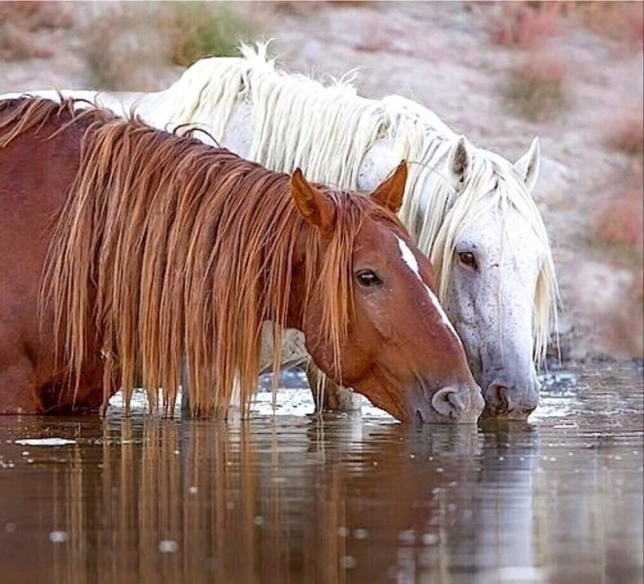 Кони на водопое картина Феофана Вакулюка