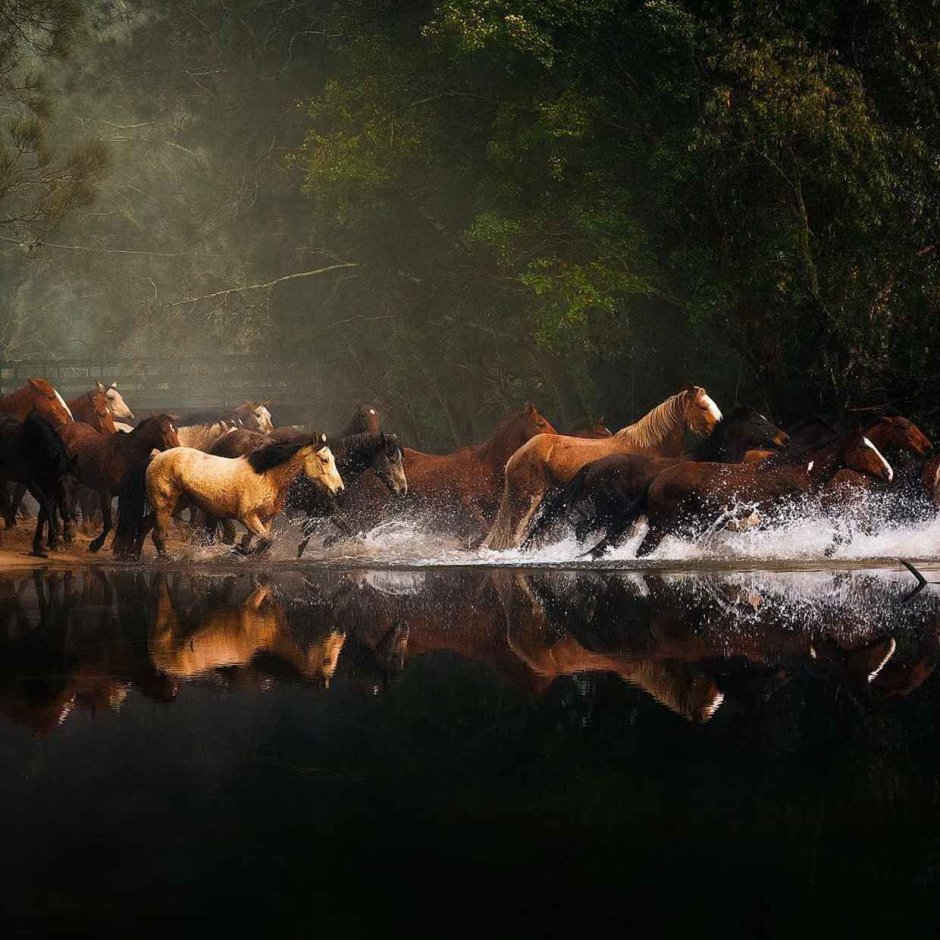 Табуны лошадей в дикой природе