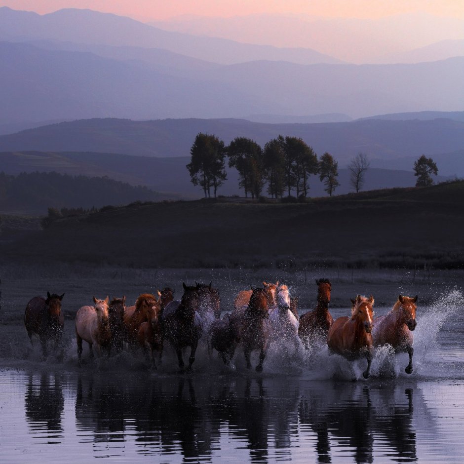 Водопой фото