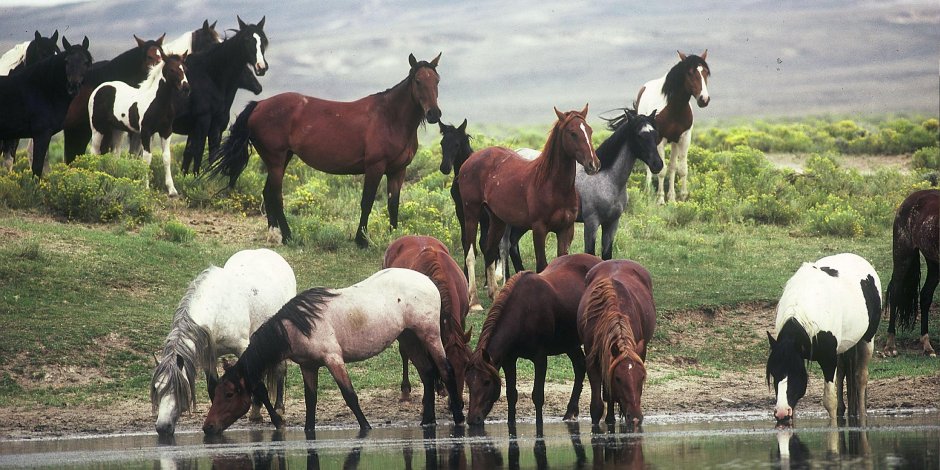 Кони табун водопой