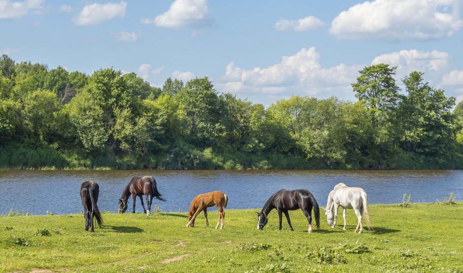 Донской табун на водопое у Дона
