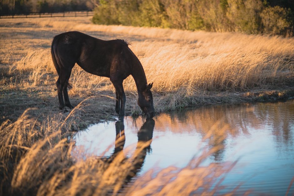 Маклок у лошади