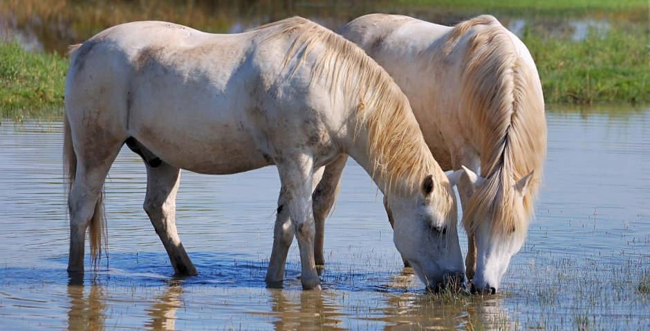 Лошадь белая на водопое