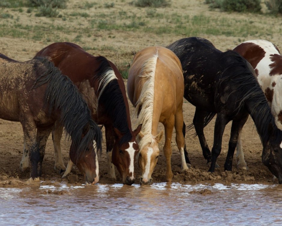 Пять диких лошадей