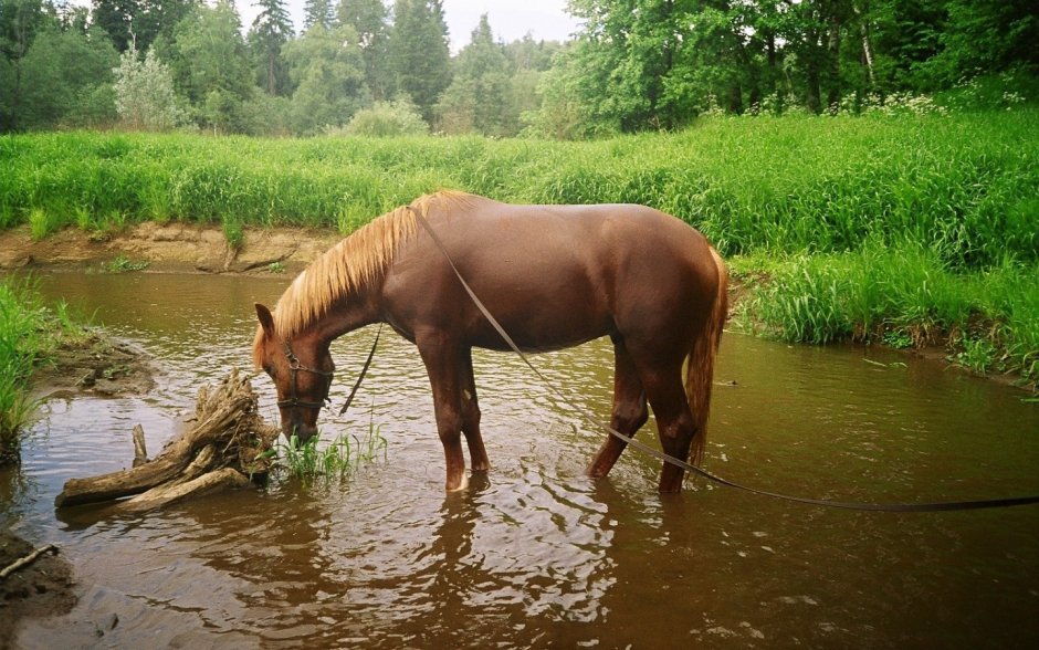Кони на водопое