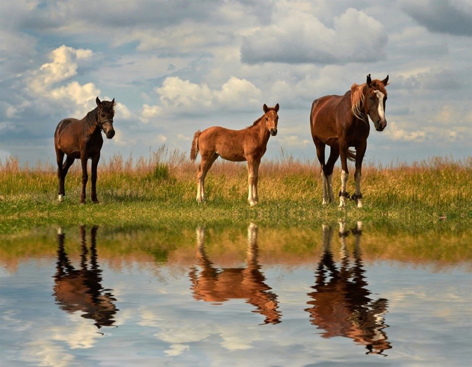 Лошадь в реке
