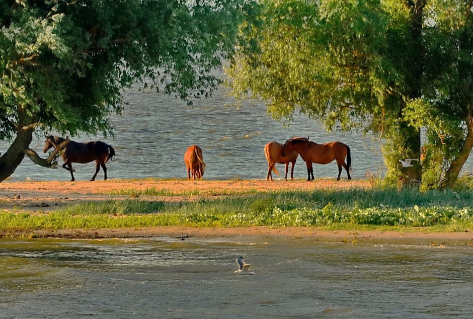 Кони у реки