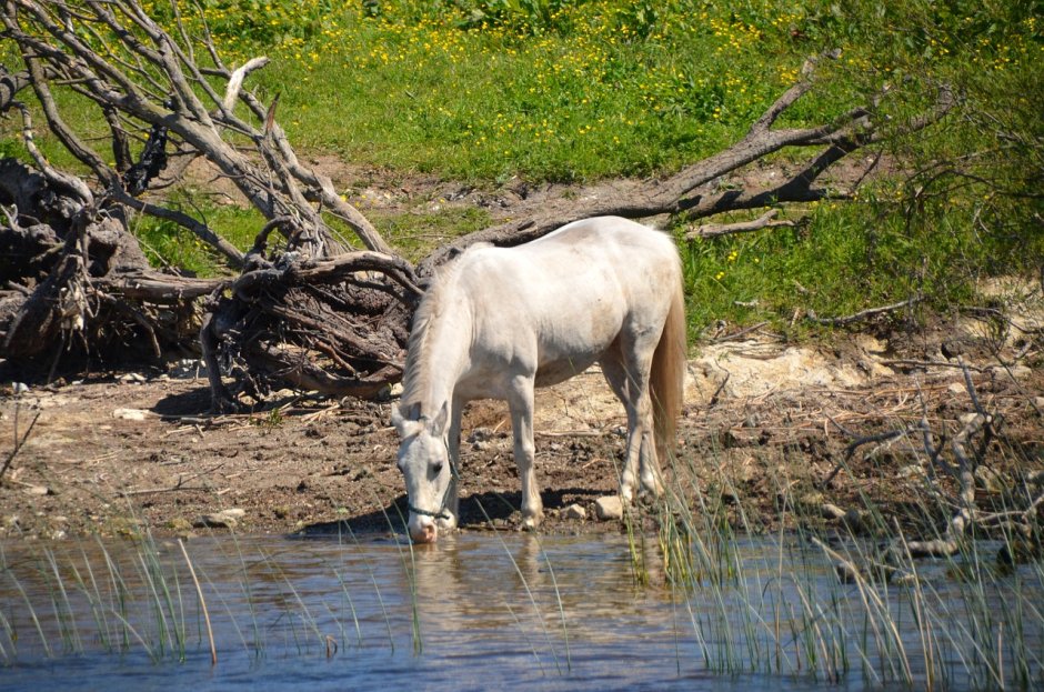 Лошади на речке