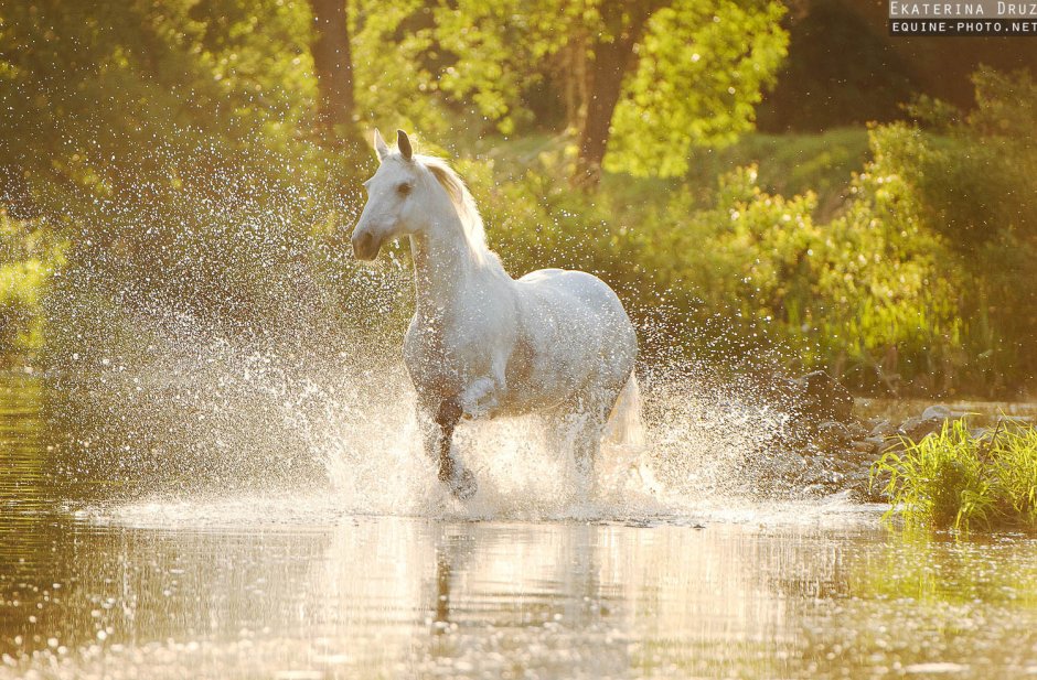 Лошадь в брызгах воды