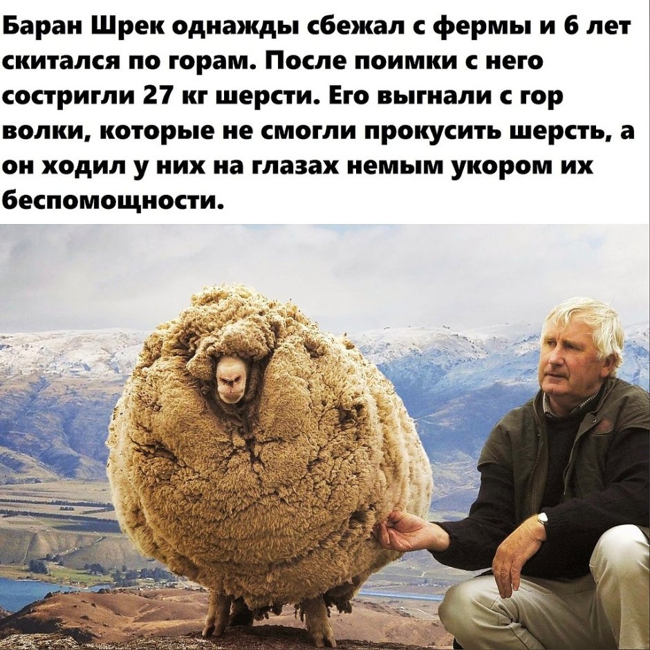 Баран Шрек