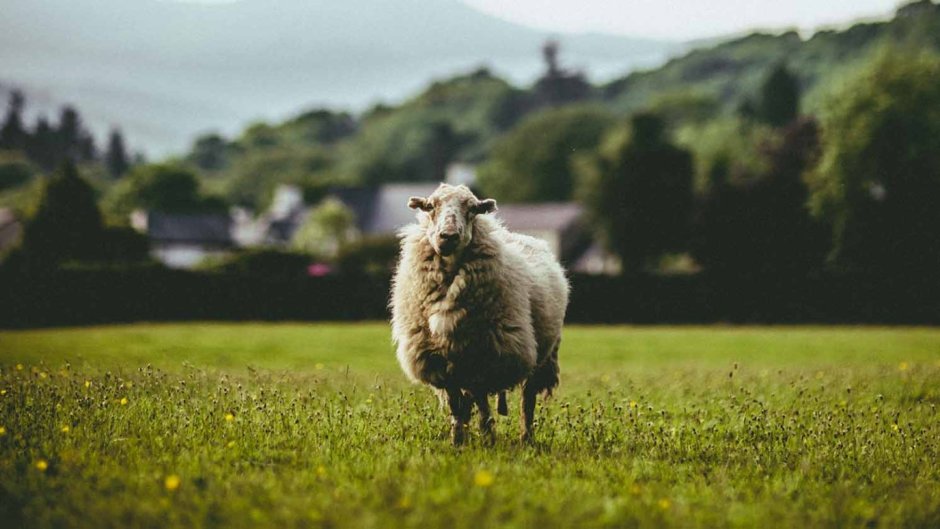 In Sheeps Clothing. A Triller