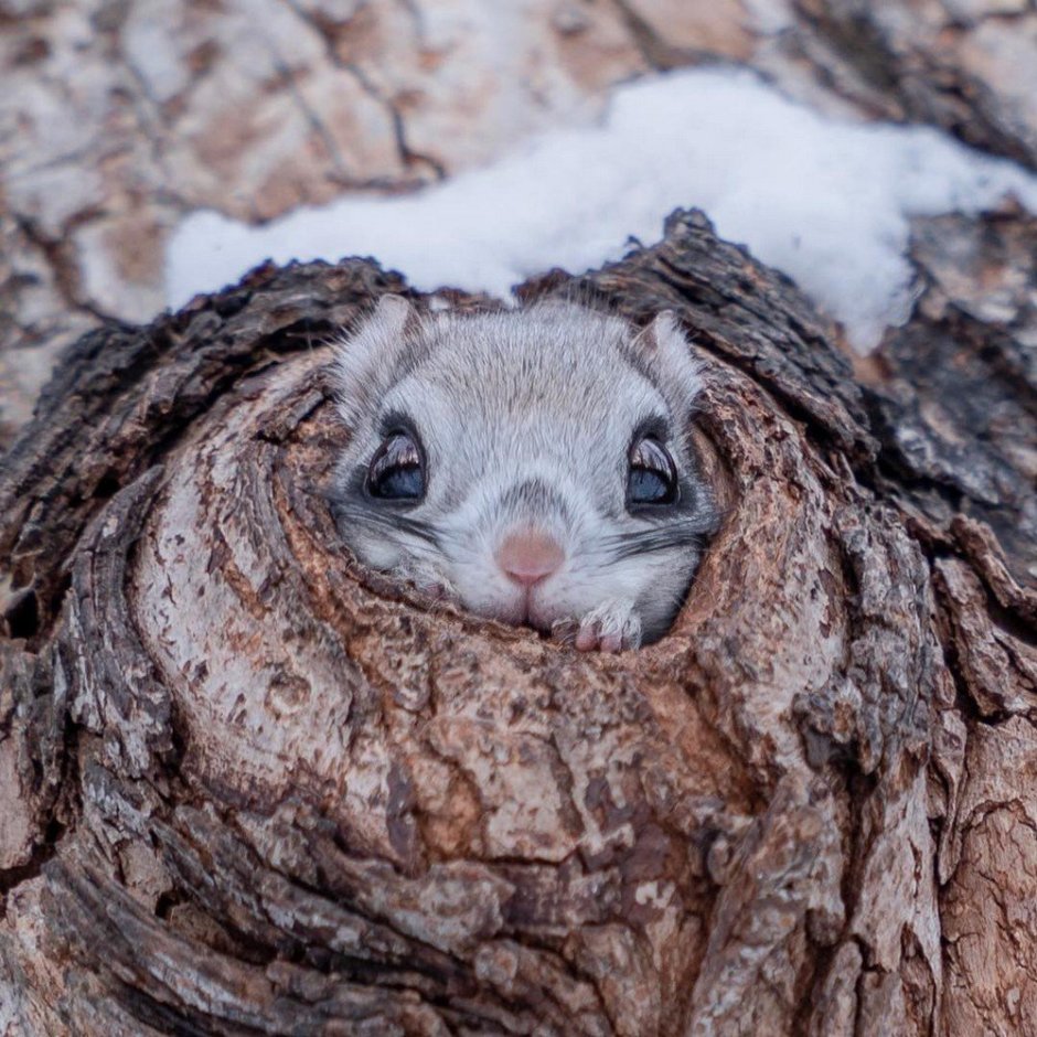 Pteromys Momonga