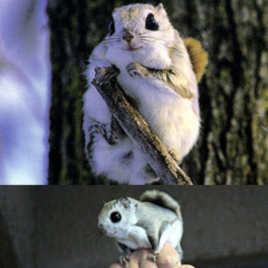 Белка-летяга Pteromys volans