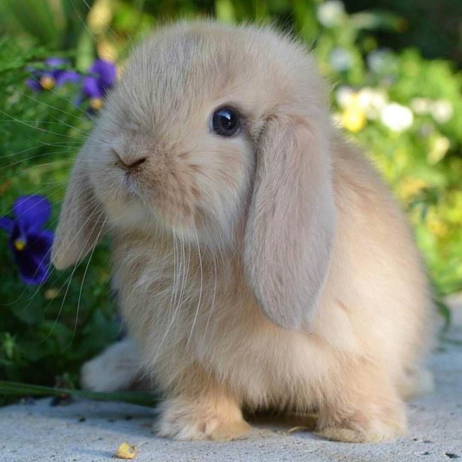 Голландский вислоухий кролик