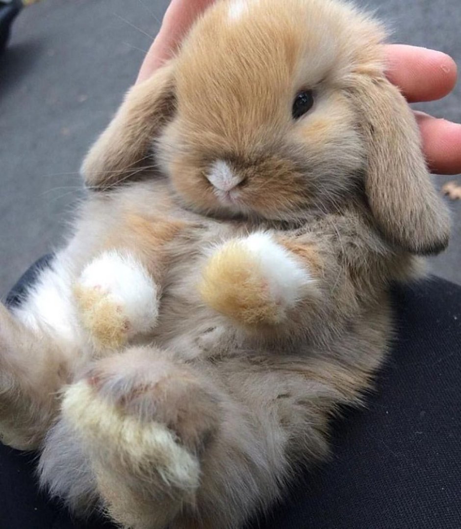 Continental giant Rabbit