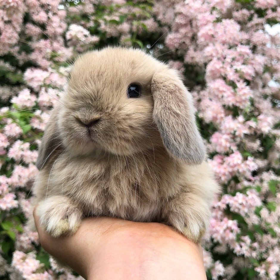 Голландский карликовый вислоухий кролик