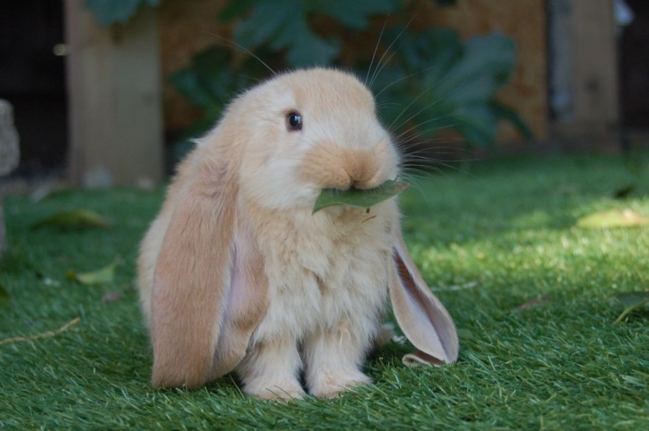 Netherland Dwarf
