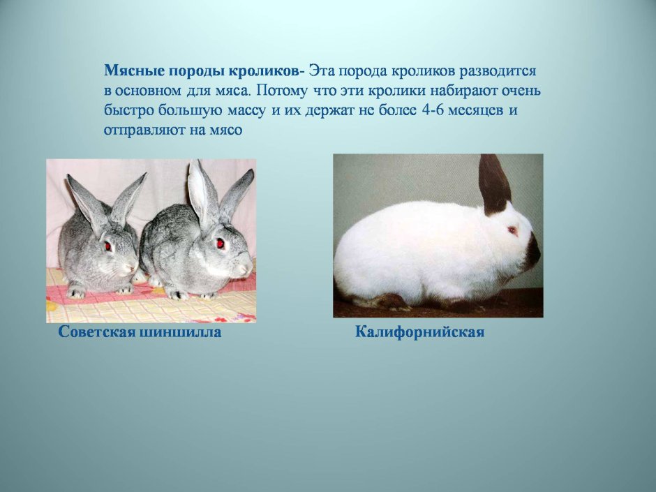 Карликовый баран кролик