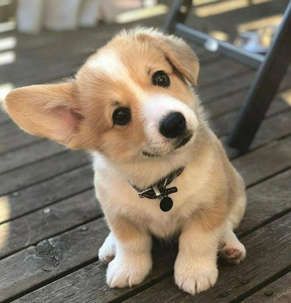 Колли Людвиг