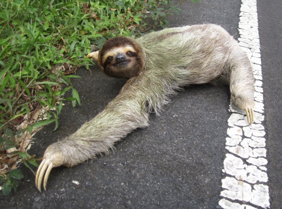 Ленивцев (bradypodidae