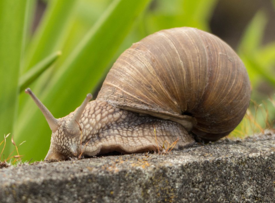 Улитка Priotrohatella stellata