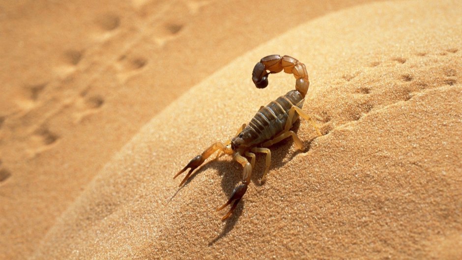 Сахарский Скорпион