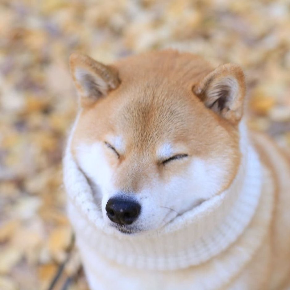 Шиба ину кьют