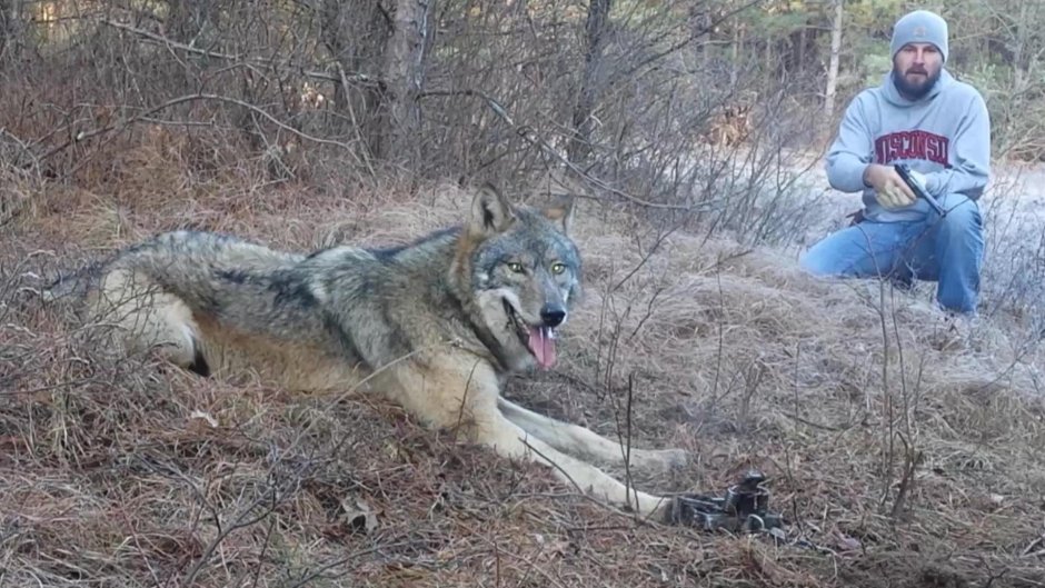 Волкособ гигант