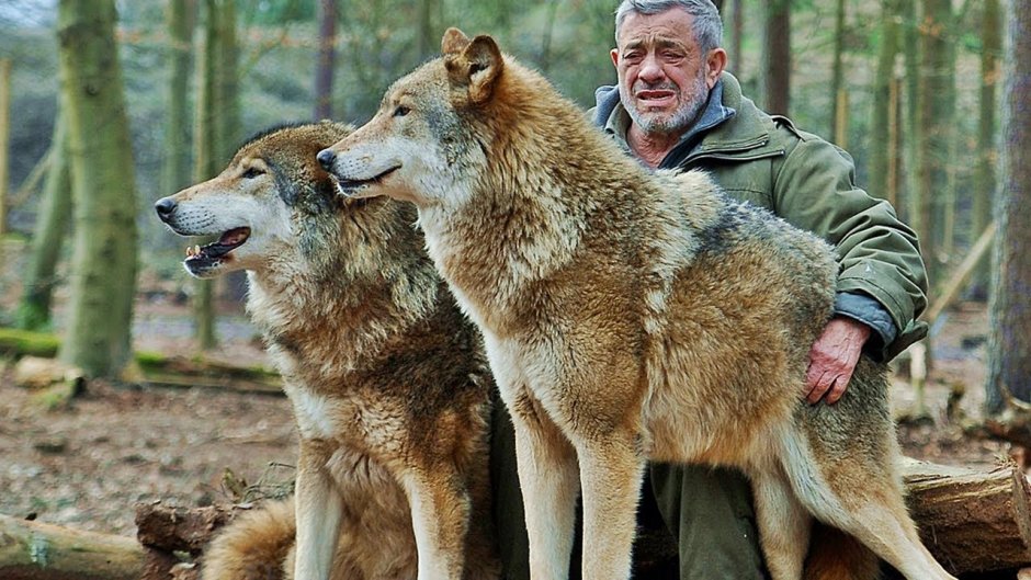 Волкособ оскал
