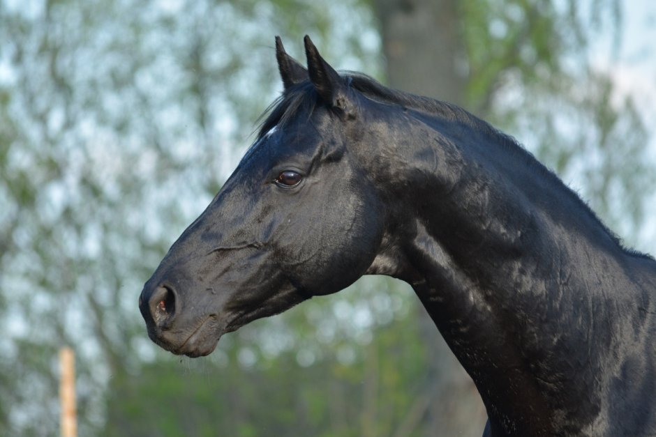 Девушка с лошадью