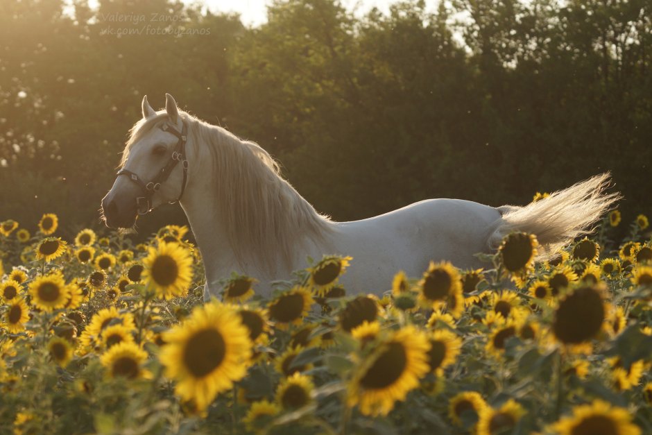 Девушка на коне