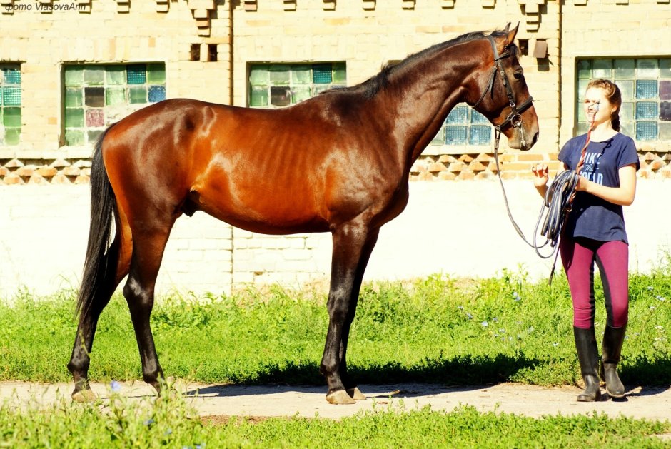 Девушка с лошадью