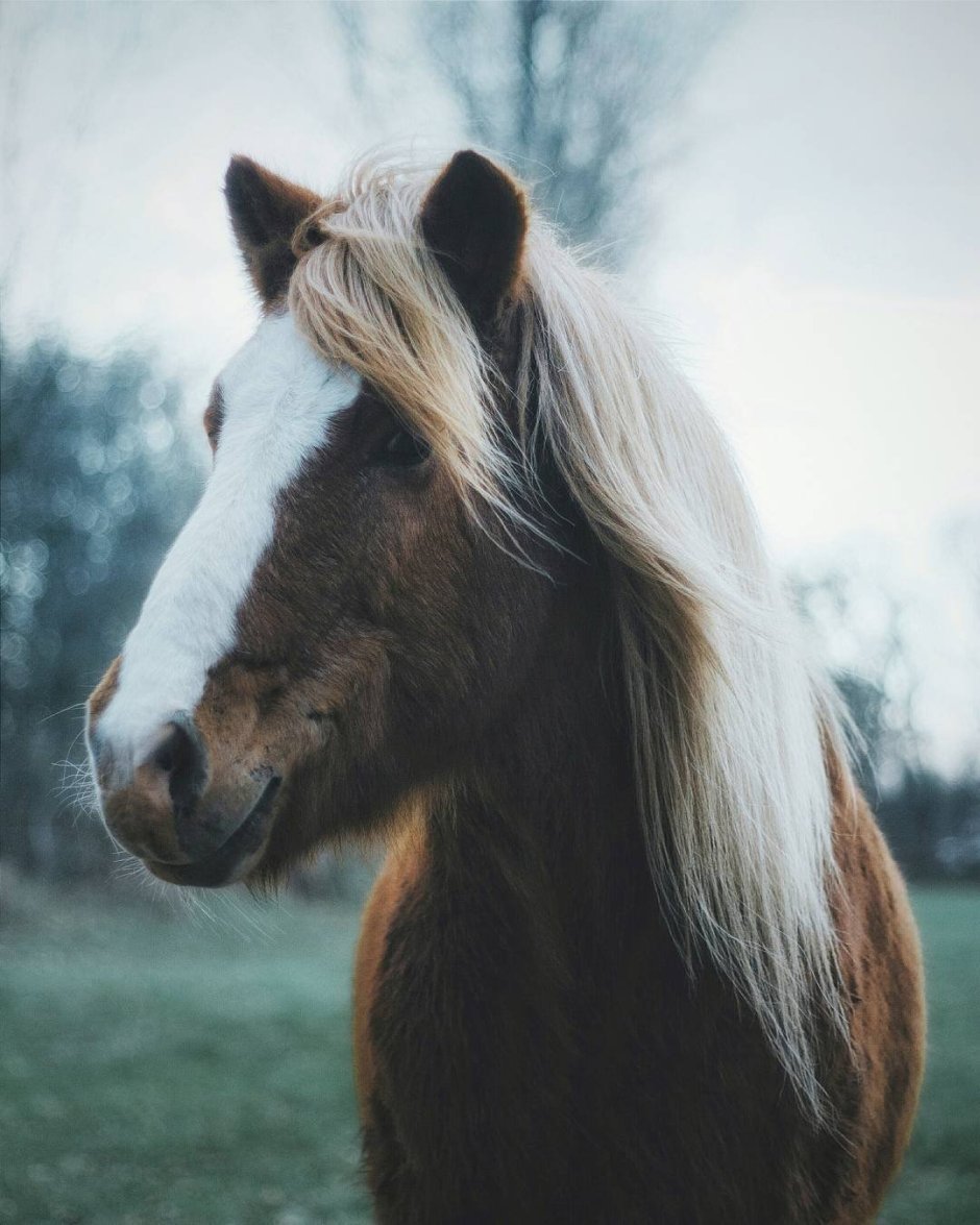 Миланья Бросквит