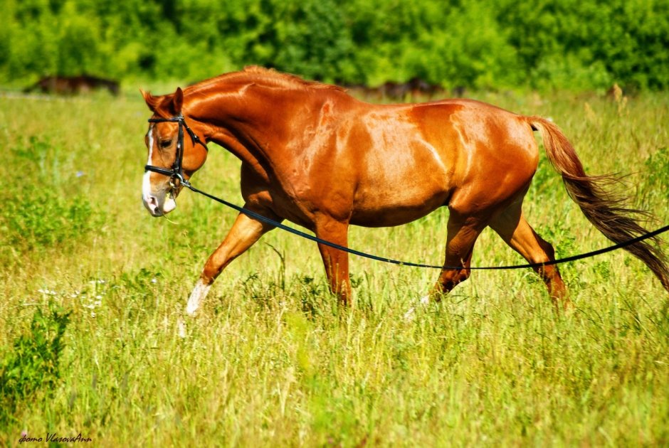 Девушка в платке в поле
