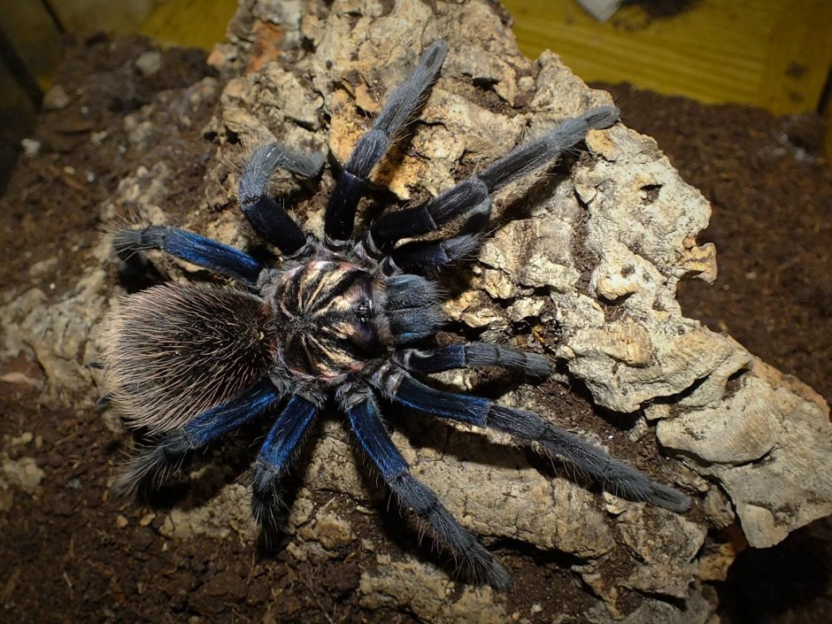 Tegenaria Agrestis паук Бродяга