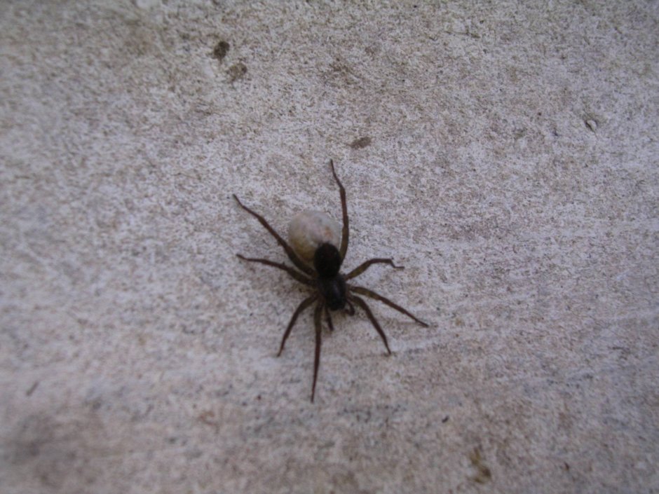 Паук Badumna insignis