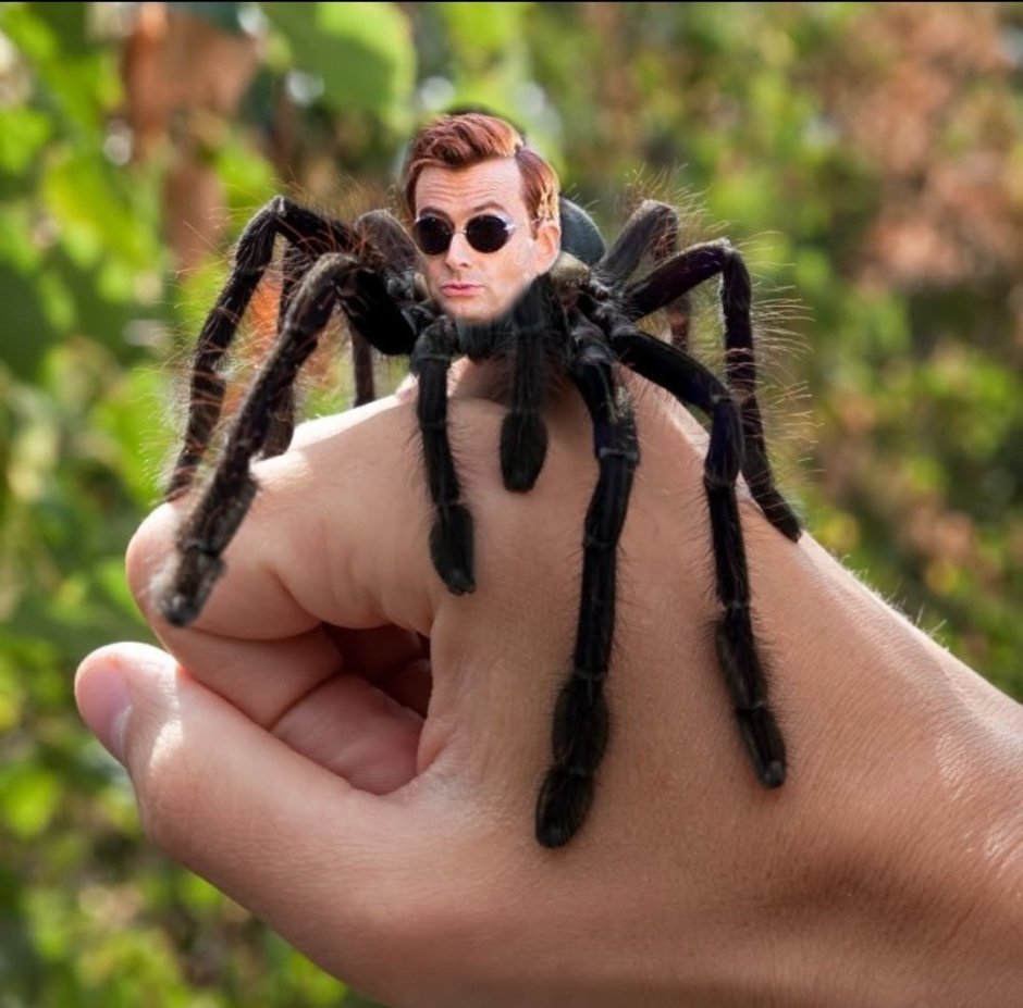 Паук Grammostola rosea