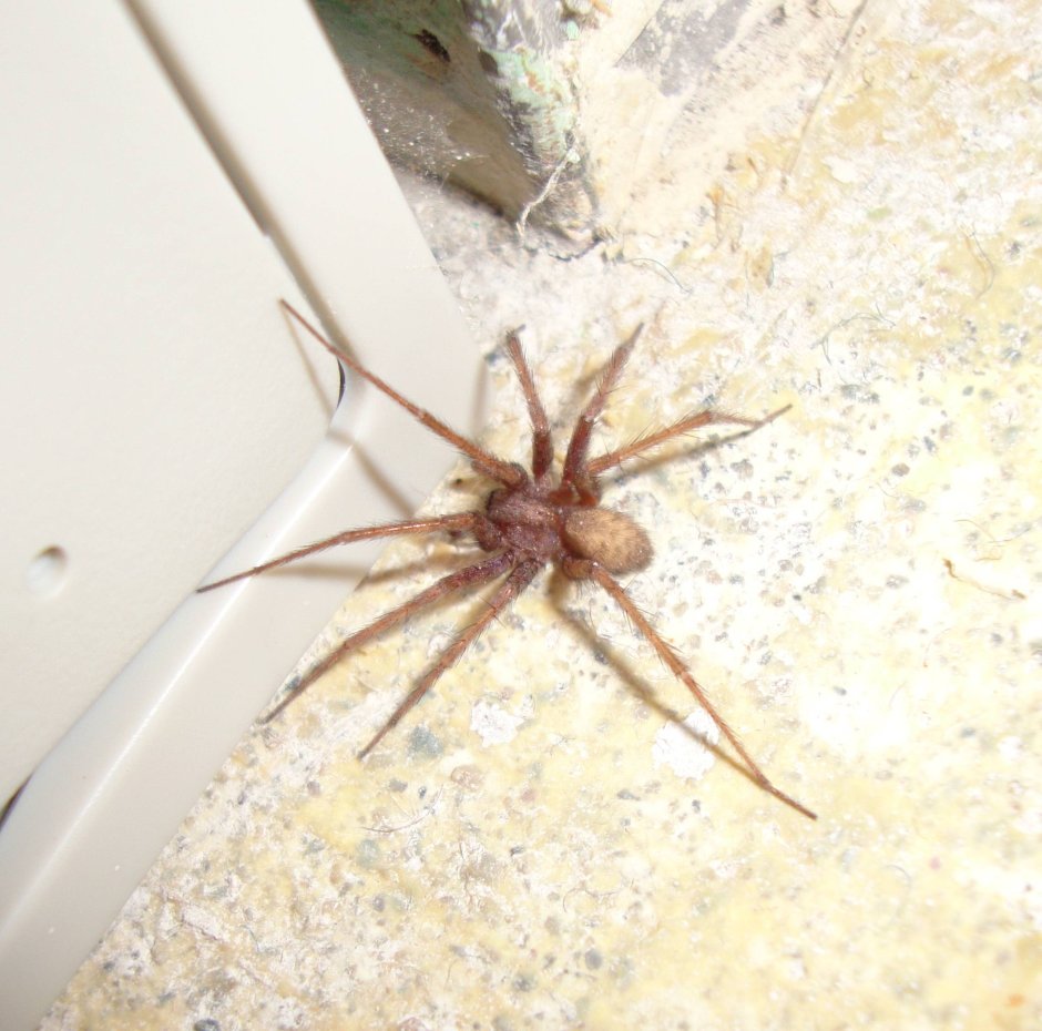 Домовой паук Tegenaria Agrestis