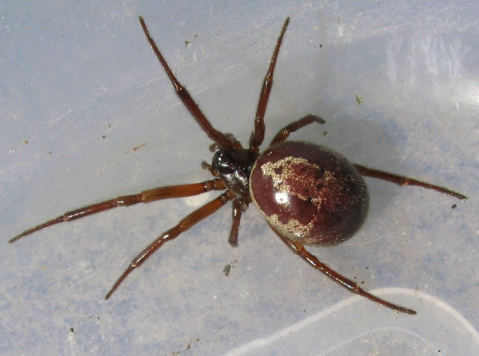 Паук Steatoda Castanea